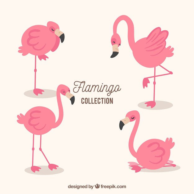 Patrón veraniego de flamenco 