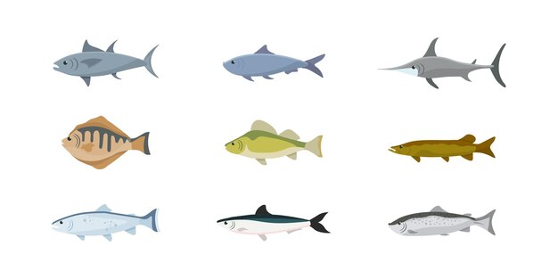 Los peces de agua salada y de agua dulce clasifican el paquete de imágenes prediseñadas aisladas Lago río océano animales marinos carpa anchoa atún trucha pez espada salmón
