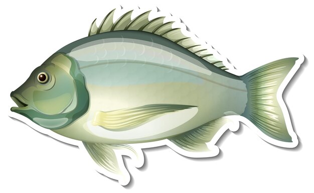 Pegatina de pescado besugo negro sobre fondo blanco.
