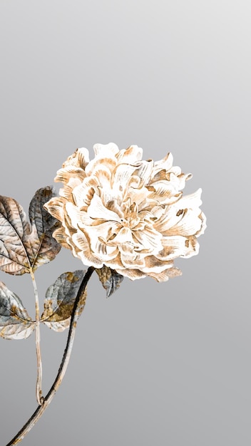 Peonía floral