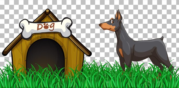 Vector gratuito perro doberman pinscher con casa de perro sobre fondo transparente
