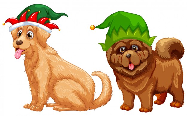 Perros vistiendo sombrero de bufón
