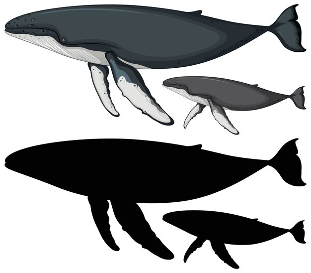 Personajes de ballena jorobada y su silueta en blanco