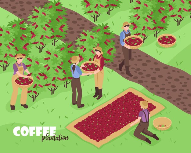 Personas recolectando granos de café en plantación isométrica 3d