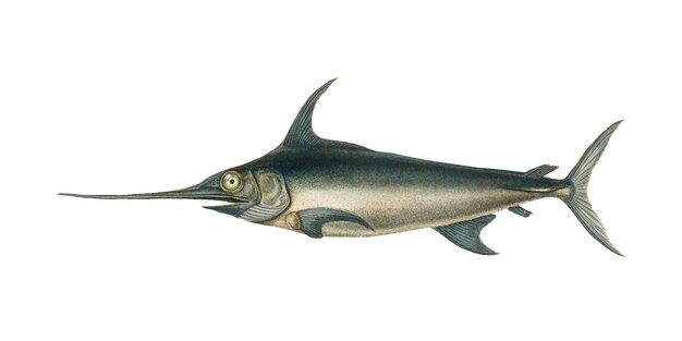 Pescado