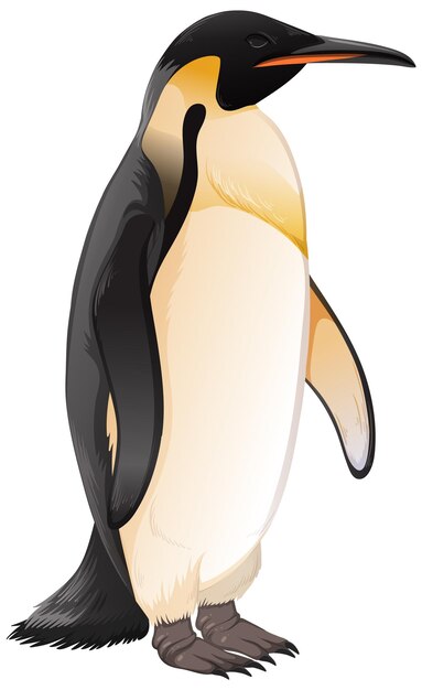 Pingüino emperador sobre fondo blanco.