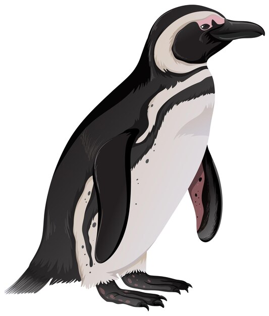 Pingüino de Magallanes sobre fondo blanco.