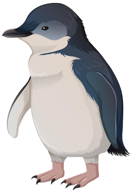 Vector gratuito pingüino pequeño o pingüino de hadas sobre fondo blanco