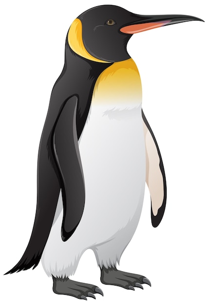 Vector gratuito pingüino rey sobre fondo blanco