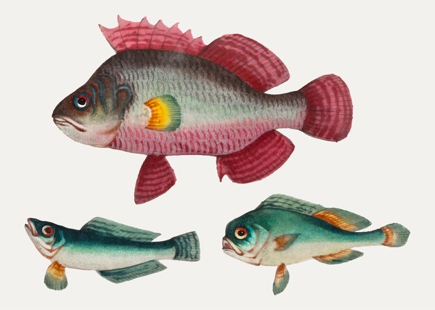 Pintura china de un pez rosa y dos peces verdes.
