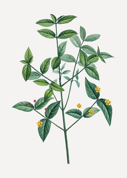 Planta de fresa americana
