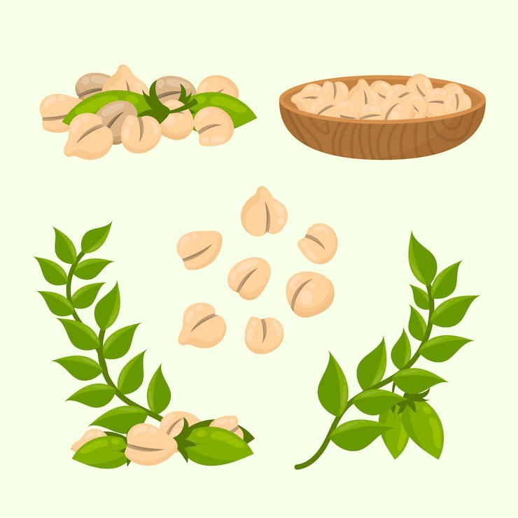 Vector gratuito planta y garbanzos dibujados