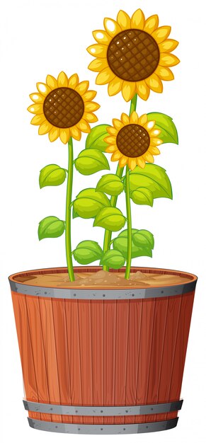 Planta en maceta con hojas verdes sobre fondo blanco aislado