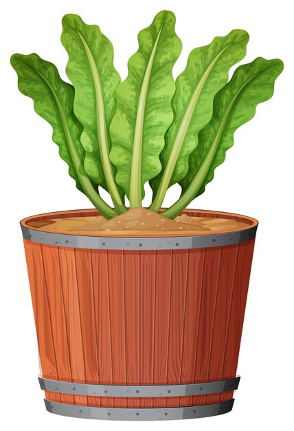 Planta de olla con hojas verdes en un fondo blanco aislado