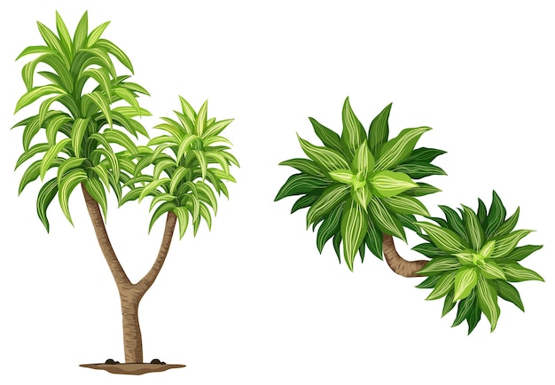 Vector gratuito planta reina de dracaenas