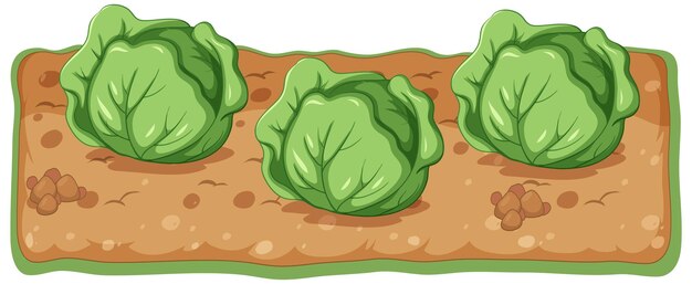 Planta de repollo que crece con dibujos animados de suelo