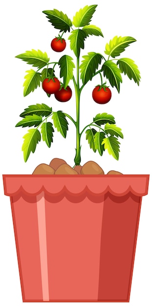 Vector gratuito planta de tomates en maceta roja aislado sobre fondo blanco.