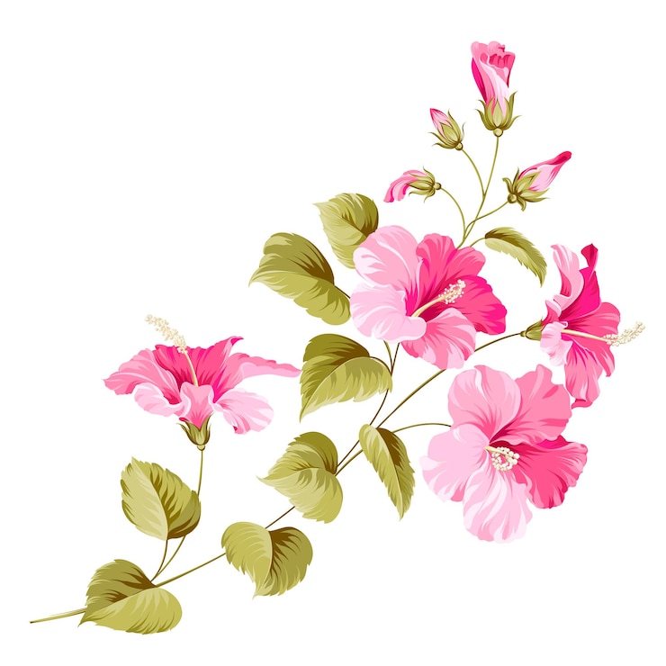 Vector gratuito planta tropical de flor de hibisco.