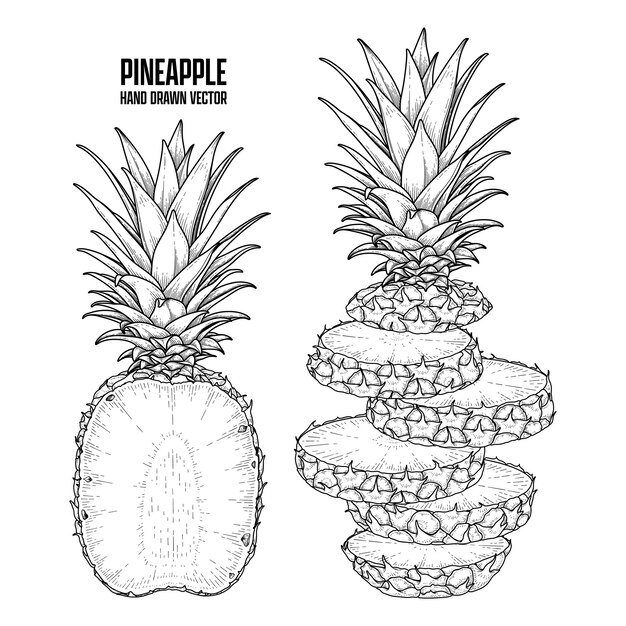 Planta tropical Piña Dibujado a mano Dibujo vectorial Ilustraciones botánicas