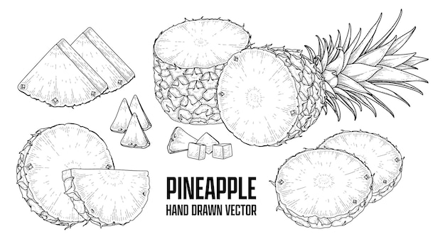 Planta tropical Piña Dibujado a mano Dibujo vectorial Ilustraciones botánicas