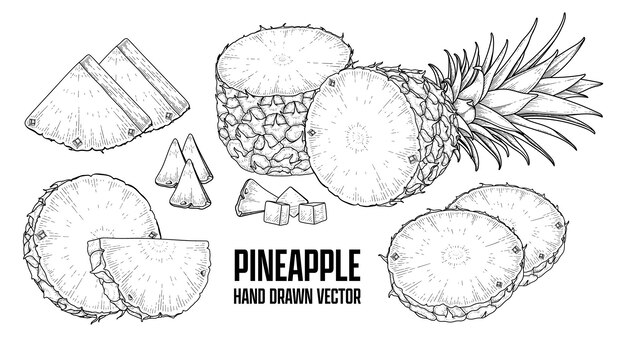 Planta tropical Piña Dibujado a mano Dibujo vectorial Ilustraciones botánicas