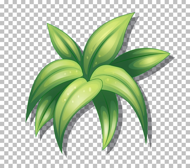 Vector gratuito planta tropical sobre fondo transparente