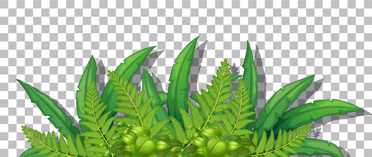 Vector gratuito planta tropical sobre fondo transparente