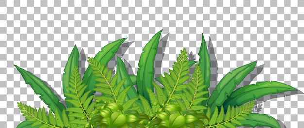 Planta tropical sobre fondo transparente
