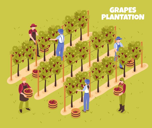Plantación de uvas durante la cosecha de trabajadores con cestas de bayas maduras en la ilustración isométrica verde