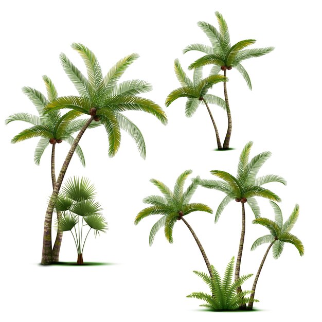 Plantas de bosque tropical conjunto realista de palmeras de coco con hojas verdes aisladas sobre fondo blanco ilustración vectorial