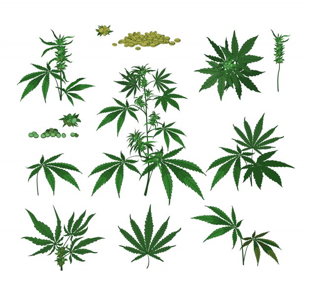 Plantas de cannabis, semillas, ramas.
