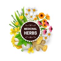 Vector gratuito plantas curativas naturales medicinales.
