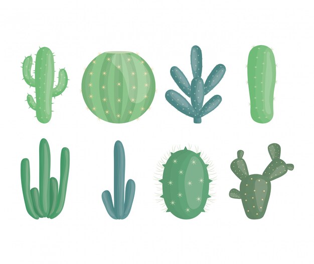 Plantas exóticas de cactus en macetas de cerámica.