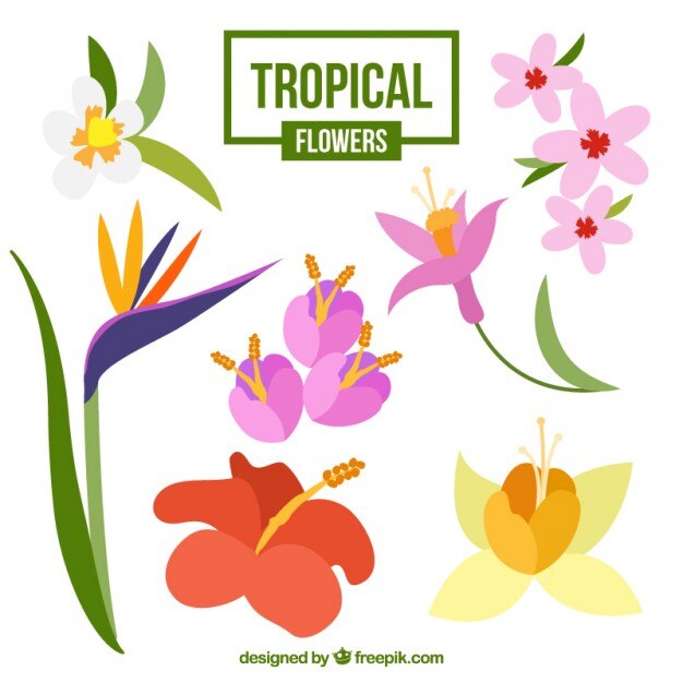 Plantas exóticas de colores dibujadas a mano