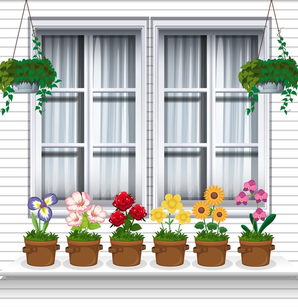 Plantas de flores cerca de la ventana