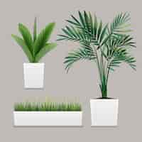 Vector gratuito plantas en macetas en contenedores para uso en interiores como planta de interior y decoración