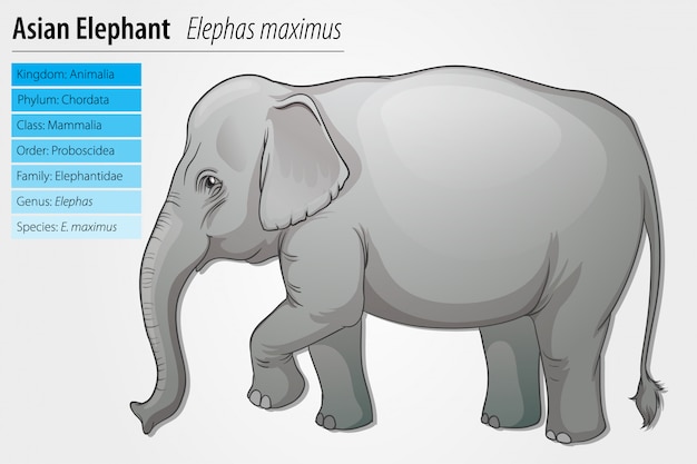 Plantilla de elefante asiático