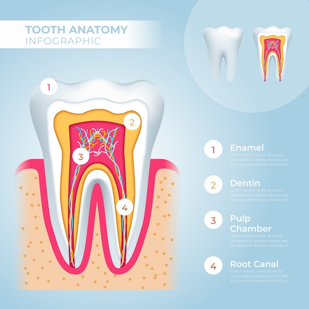 Vector gratuito plantilla de infografía médica y anatomía dental