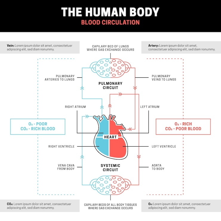 Vector gratuito plantilla de infografía del sistema circulatorio lineal