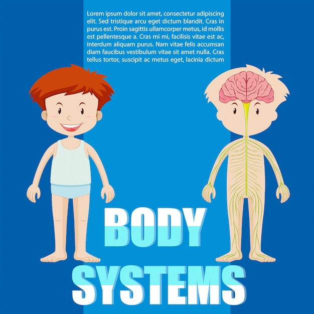 Plantilla de infografía del sistema de niño y cuerpo.