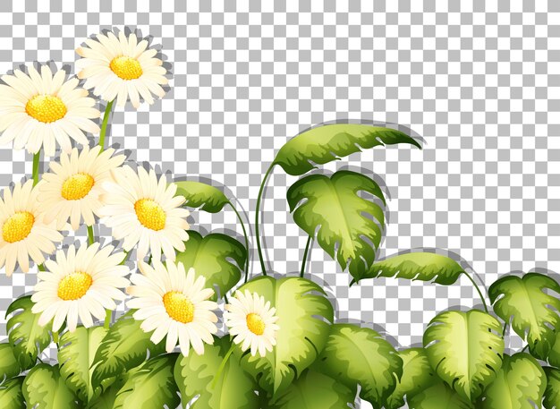 Plantilla de marco de flores blancas sobre fondo transparente