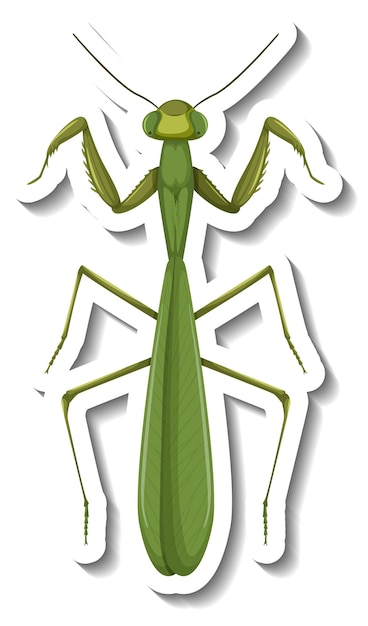 Vector gratuito una plantilla de pegatina con vista superior de una mantis aislada.