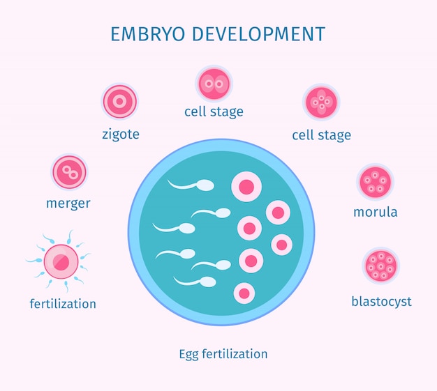 Plantilla plana de proceso de fertilización de huevos