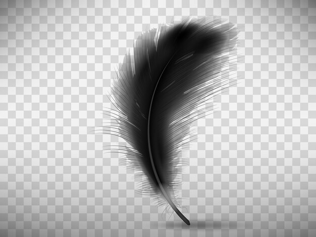 Pluma negra esponjosa con sombra realista