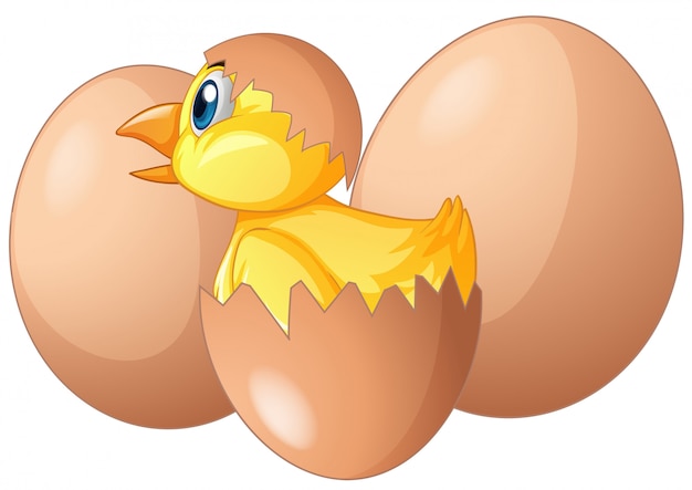 Pollito saliendo del huevo