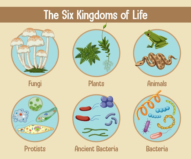 Póster de ciencia de los seis reinos de la vida.