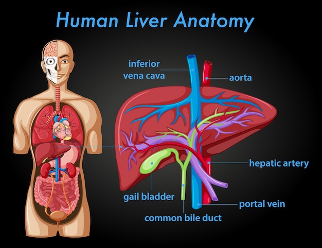 Vector gratuito póster informativo de la anatomía del hígado humano.