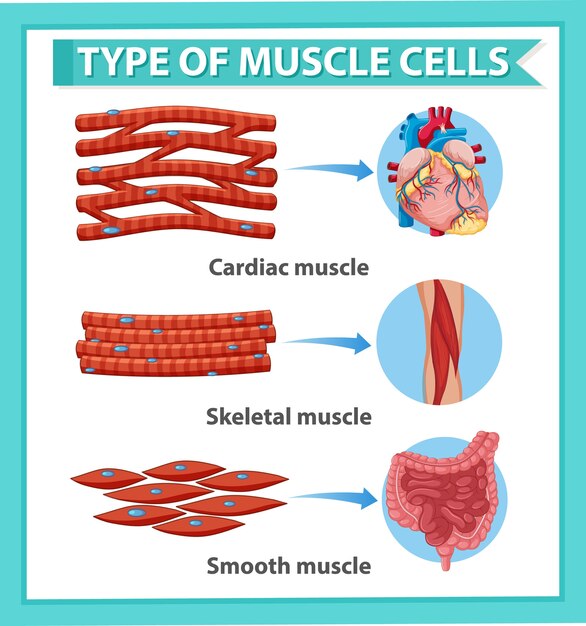 Póster informativo de células musculares.