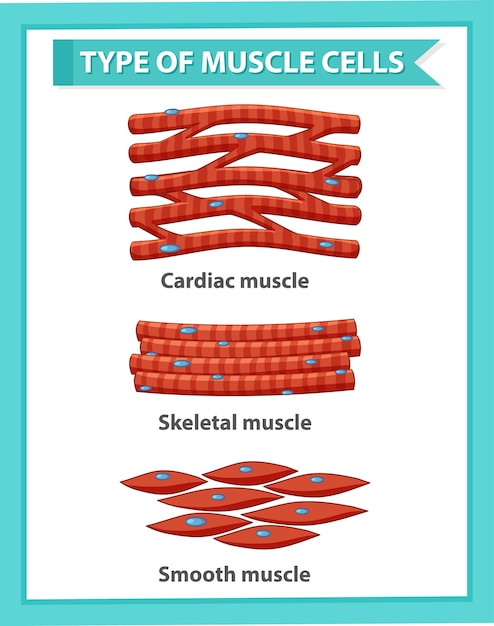 Póster informativo de células musculares.