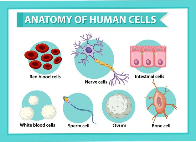 Póster informativo sobre células humanas